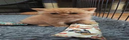 British Shorthair cats for sale: *TICA Cream&Ginger Kittens*Health Tested Parents* - Advert 4