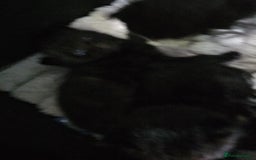 Domestic Shorthair cats for sale: 1 grey tabby and 3 black shorthair kittens in London - Image 11