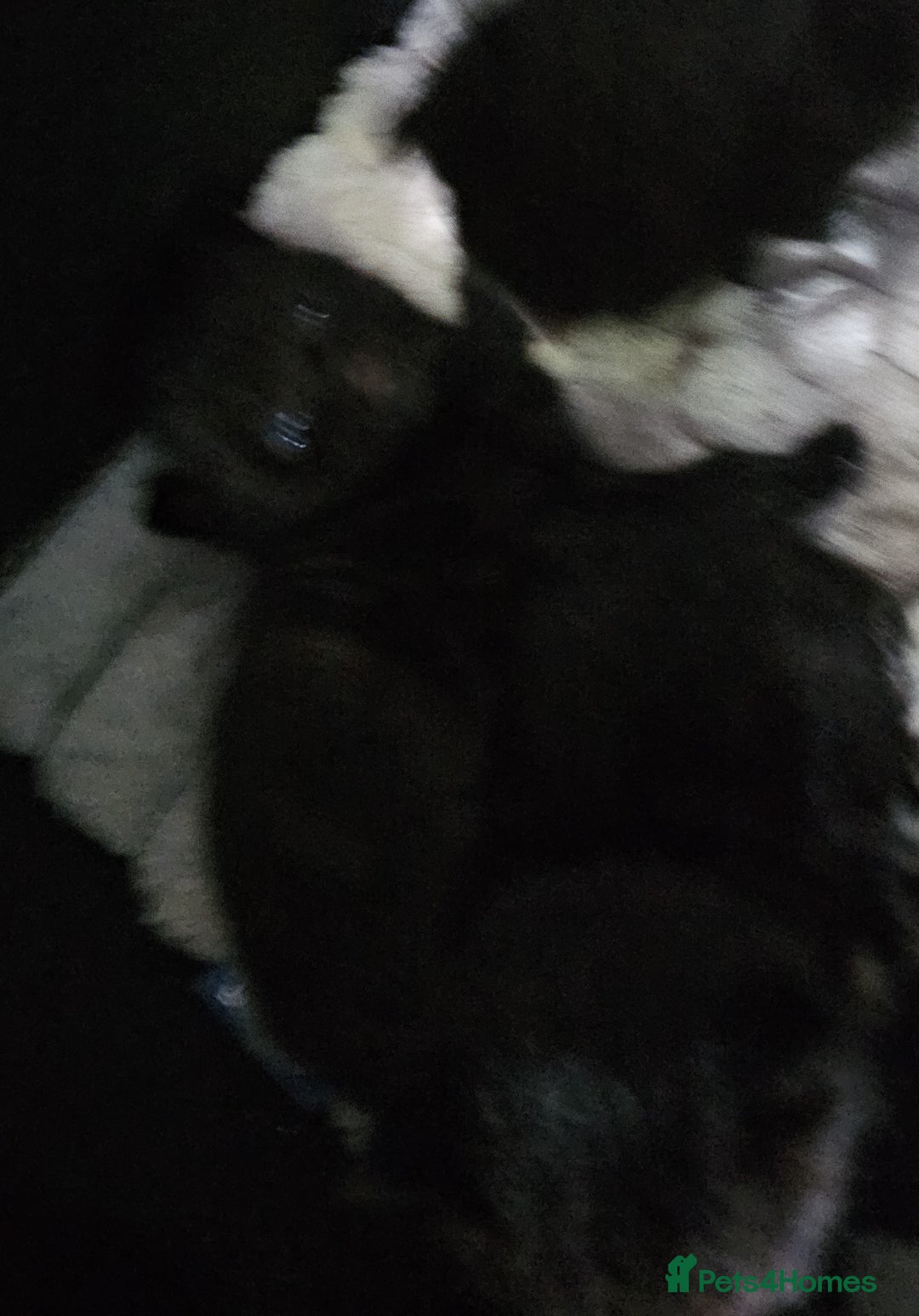 Domestic Shorthair cats for sale: 1 grey tabby and 3 black shorthair kittens in London - Image 11