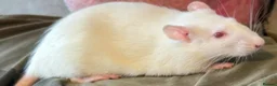 Rat rodents for sale: Well-Handled Pet Rats Looking for Loving Homes - Advert 8