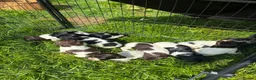 English Springer Spaniel dogs for sale: 7 working English springer spaniel pups.  - Advert 8
