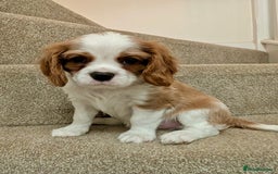 Cavalier King Charles Spaniel dogs for sale: Fully health tested CKCS 🐶💙🐾 - Image 40