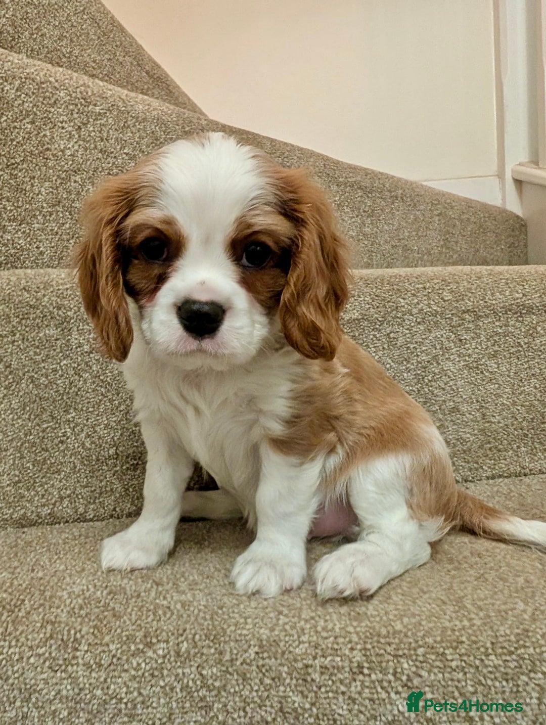 Cavalier King Charles Spaniel dogs for sale: Fully health tested CKCS 🐶💙🐾 - Image 40