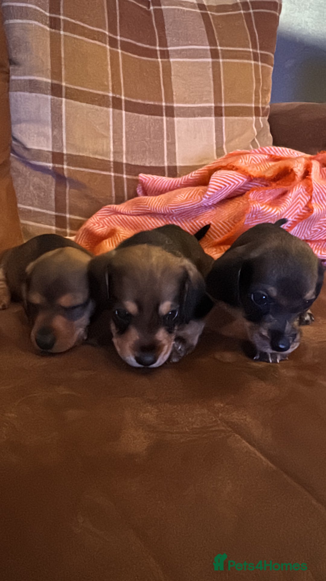 Dachshund dogs for sale: 🐾 Beautiful wired haired Dachshund Puppies - Image 33