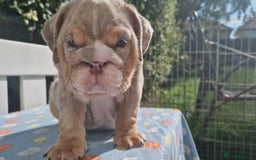 English Bulldog dogs for sale: HEALTHY HAPPY QUALITY PEDIGREE ENGLISH BULLDOG  - Image 8