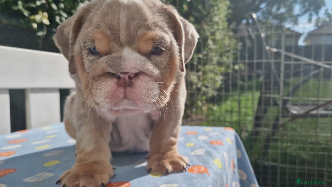 English Bulldog dogs for sale: HEALTHY HAPPY QUALITY PEDIGREE ENGLISH BULLDOG  - Image 8