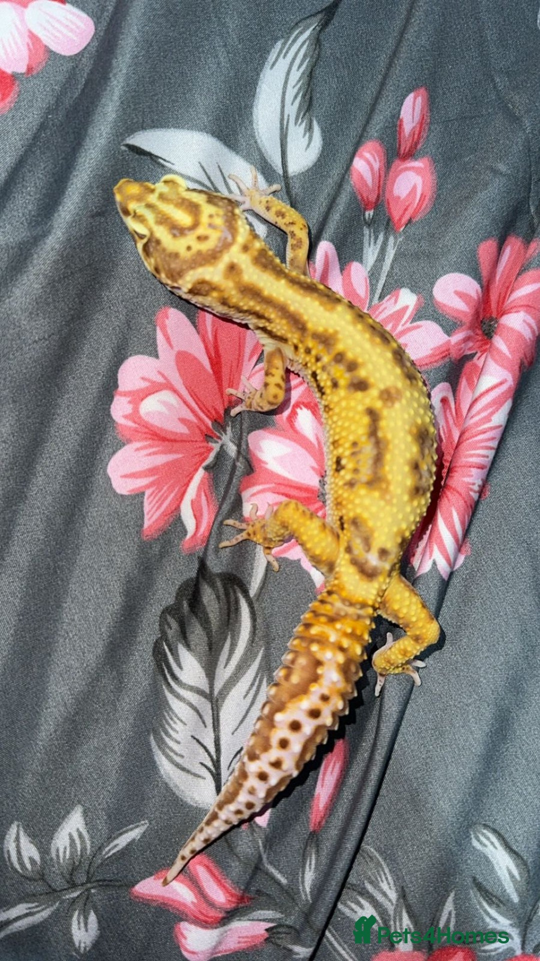 Gecko reptiles for sale: Breeding Adults Leopards and African Fat Tails  - Image 3