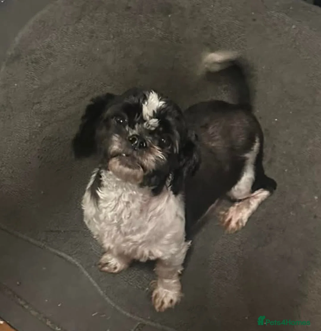 Shih Tzu dogs for sale: Shihtzu  - Advert 1