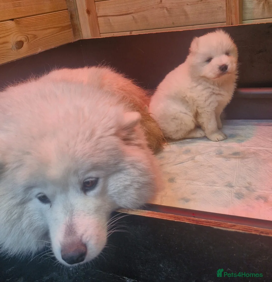 Samoyed dogs for sale: A beautiful little Samoyed girl for sale in Ashbourne - Advert 16