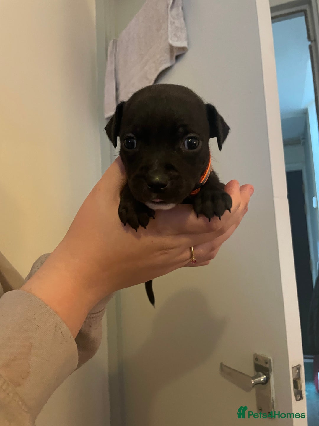Staffordshire Bull Terrier dogs for sale: Staffordshire/American Staffordshire pups in Harrow - Image 19