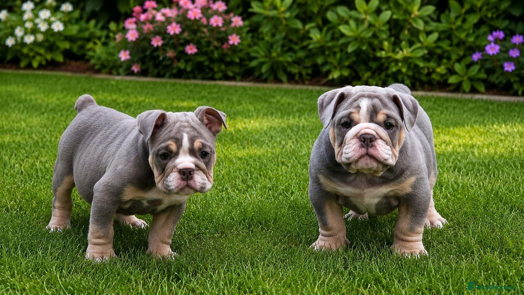 English Bulldog dogs READY TO LEAVE! Last two lilac females - Advert 1