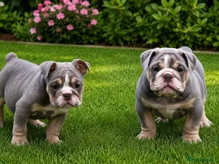 English Bulldog dogs READY TO LEAVE! Last two lilac females - Advert 1