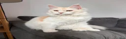 Maine Coon cats for sale: Maine coon  - Advert 4