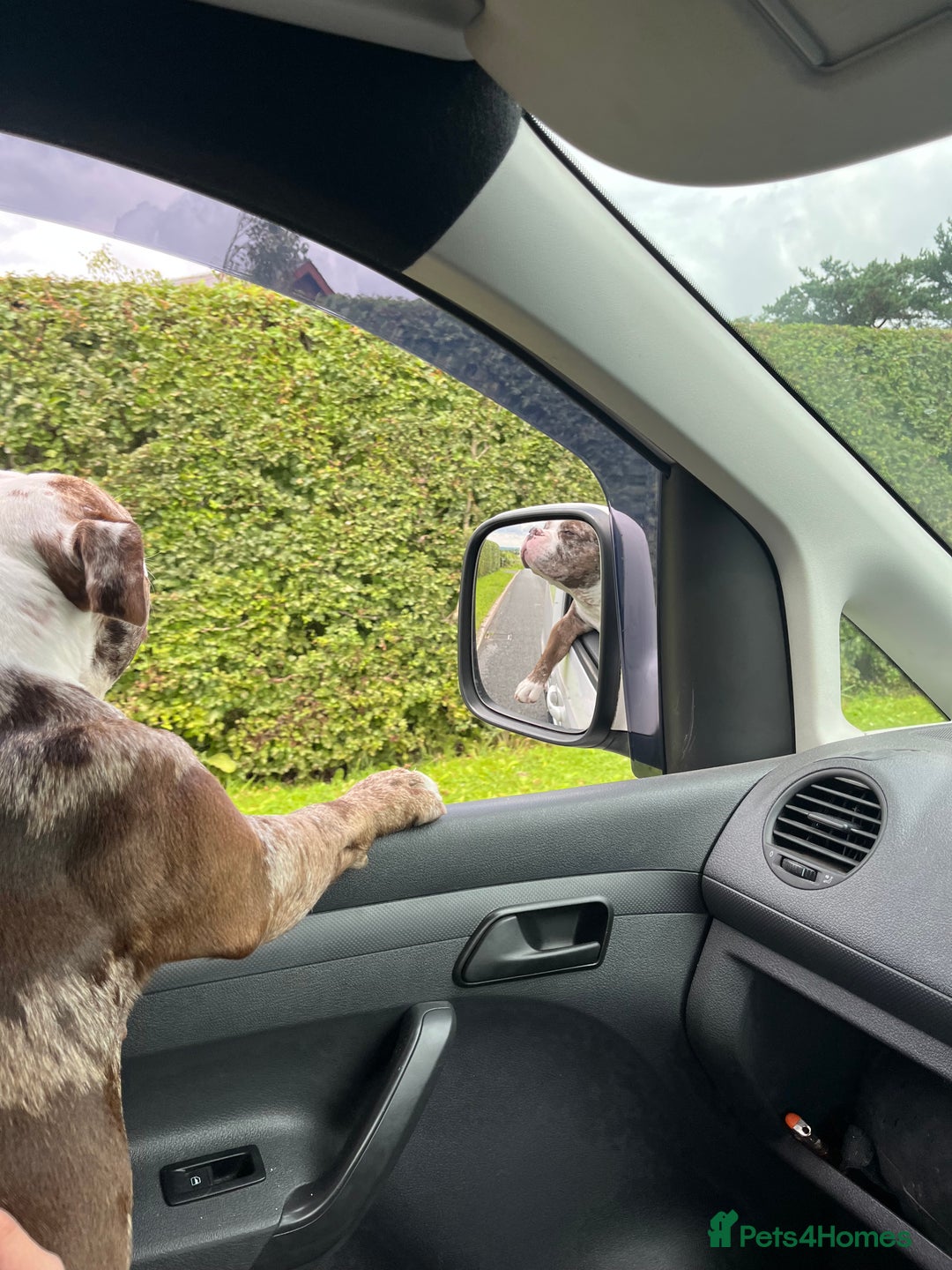 American Bully dogs for sale: 2 year old chocolate merl American pocket bully - Image 10