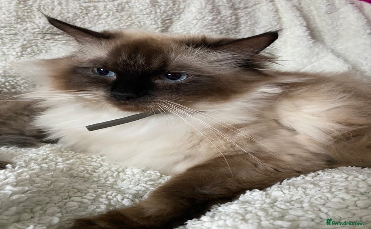 Ragdoll cats - Advert 3