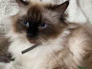 Ragdoll cats - Advert 1