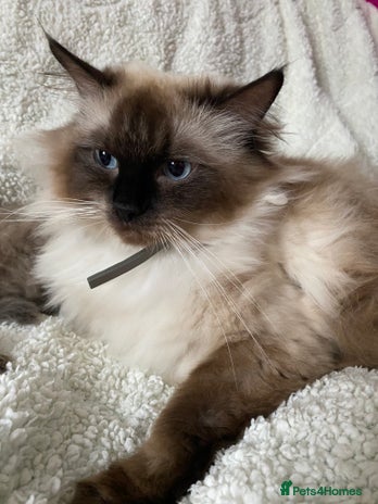 Ragdoll cats - Advert 2