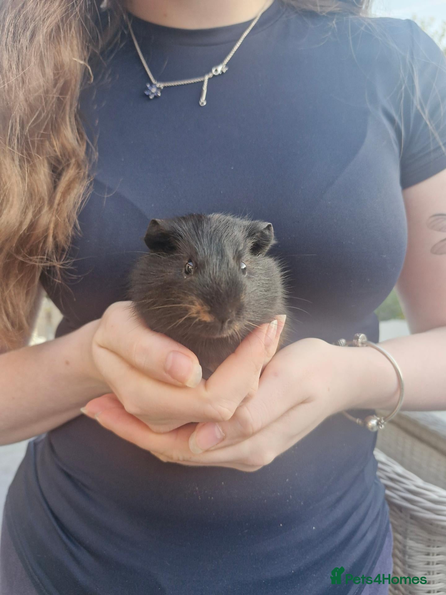 Guinea Pig rodents 4 week old male guinea pig - Advert 7
