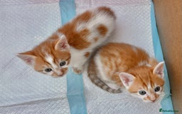 Mixed Breed cats for sale: Ginger Kittens from half Siamese mum - Image 20