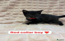 British Shorthair cats for sale: 7 stunning British shorthair cross kittens🩷🩵 - Image 9