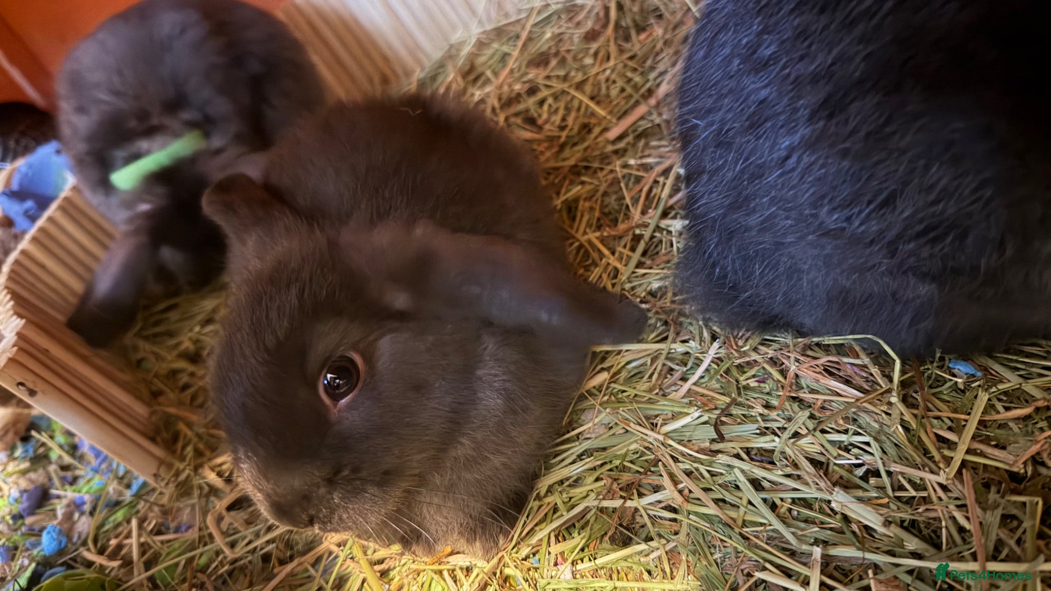 Mixed Breed rabbits Lionheadxminilop 8 have been RESEREVED.  - Advert 3
