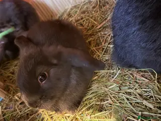 Mixed Breed rabbits Lionheadxminilop 8 have been RESEREVED. - Advert 3