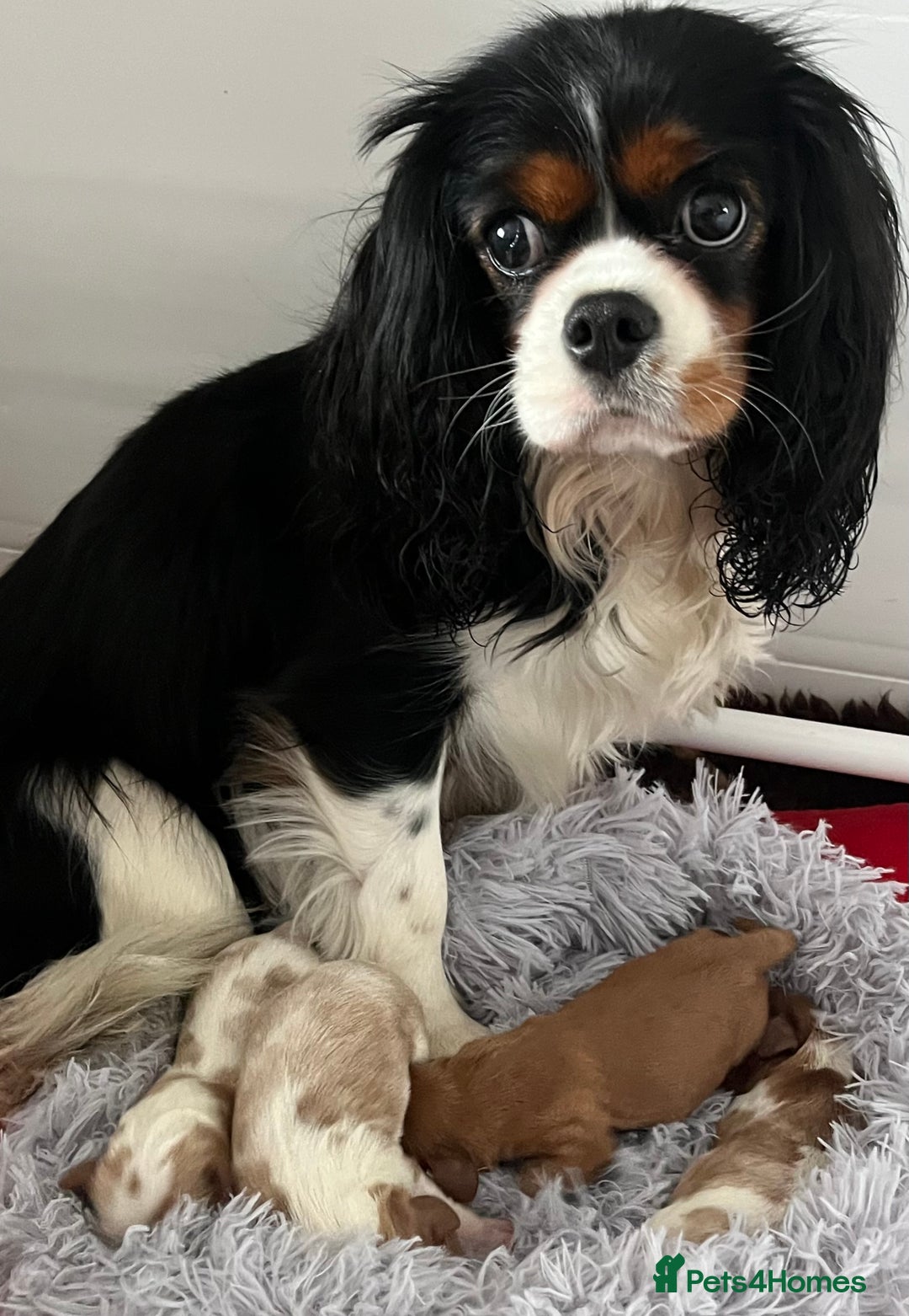 Cavalier King Charles Spaniel dogs for sale: Cavalier King Charles Spaniel Puppies Available - Advert 2