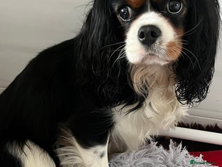 Cavalier King Charles Spaniel dogs Cavalier King Charles Spaniel Puppies Available - Advert 1