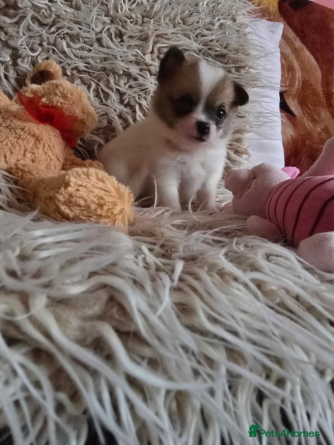 Pomchi dogs for sale: Beautiful Pomchi Puppy's ❤️  - Advert 10