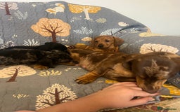 Miniature Dachshund dogs for sale: Miniature dachshund  - Image 9