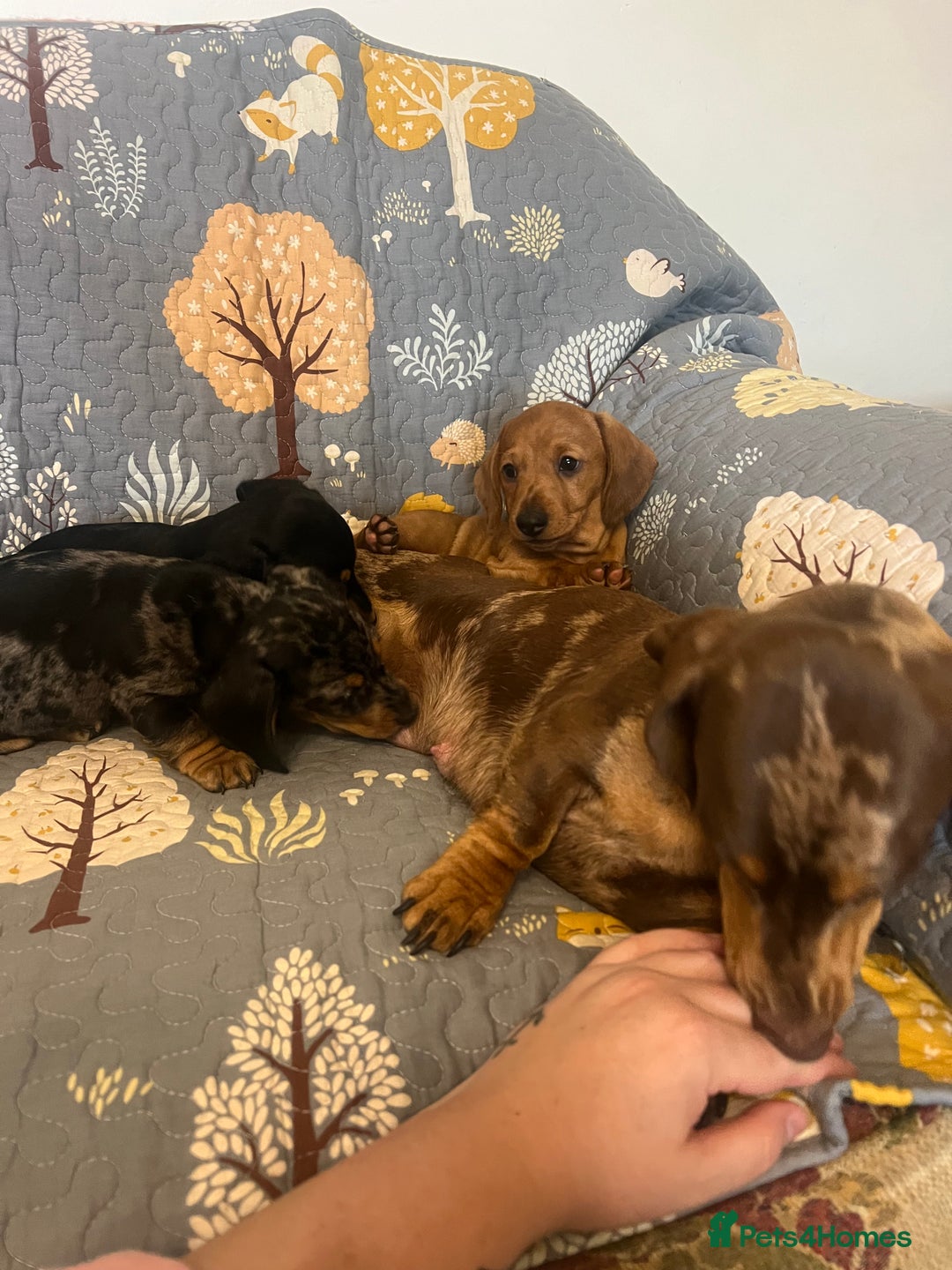 Miniature Dachshund dogs for sale: Miniature dachshund  - Image 9