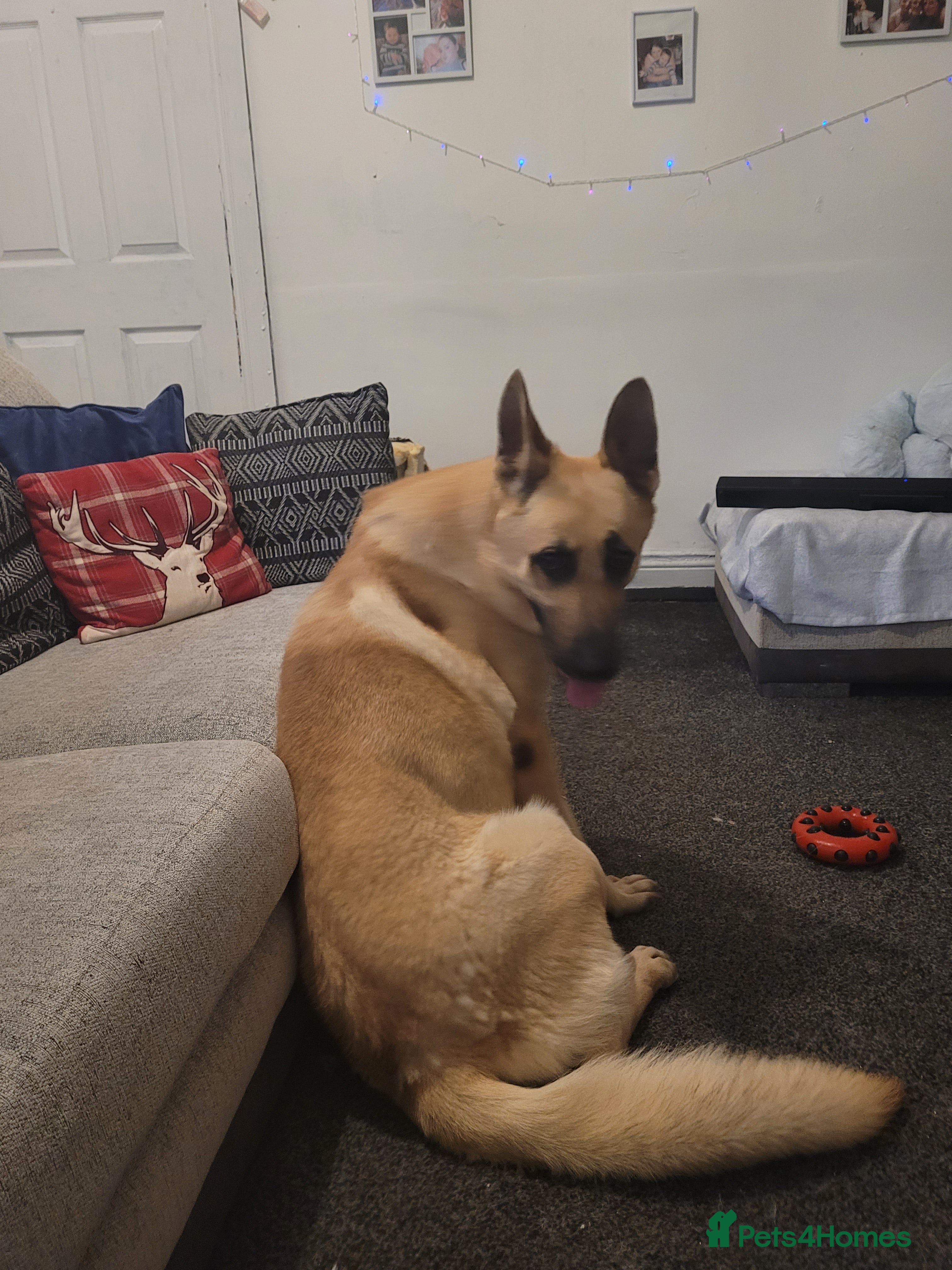 German Shepherd dogs German shepard boy  - Advert 4