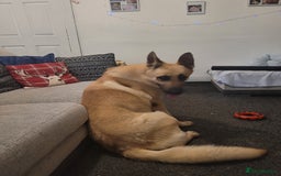 German Shepherd dogs for sale: German shepard boy  - Advert 1