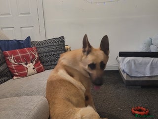 German Shepherd dogs for sale: German shepard boy - Advert 1