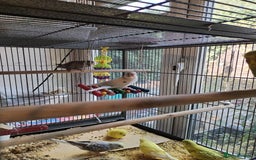 Budgerigars birds for sale: Baby budgies beautiful colours  - Image 3