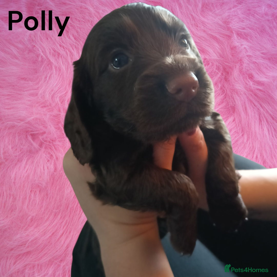 Cocker Spaniel dogs for sale: Stunning pedigree cocker spaniel puppies  - Image 10