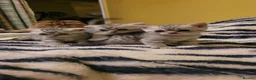 Scottish Fold cats for sale: Scottish fold kittens Blue spotted  - Advert 9