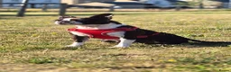 Boston Terrier dogs for sale: Handsome Boston Terrier looking for forever home   in Bury Saint Edmunds - Advert 2
