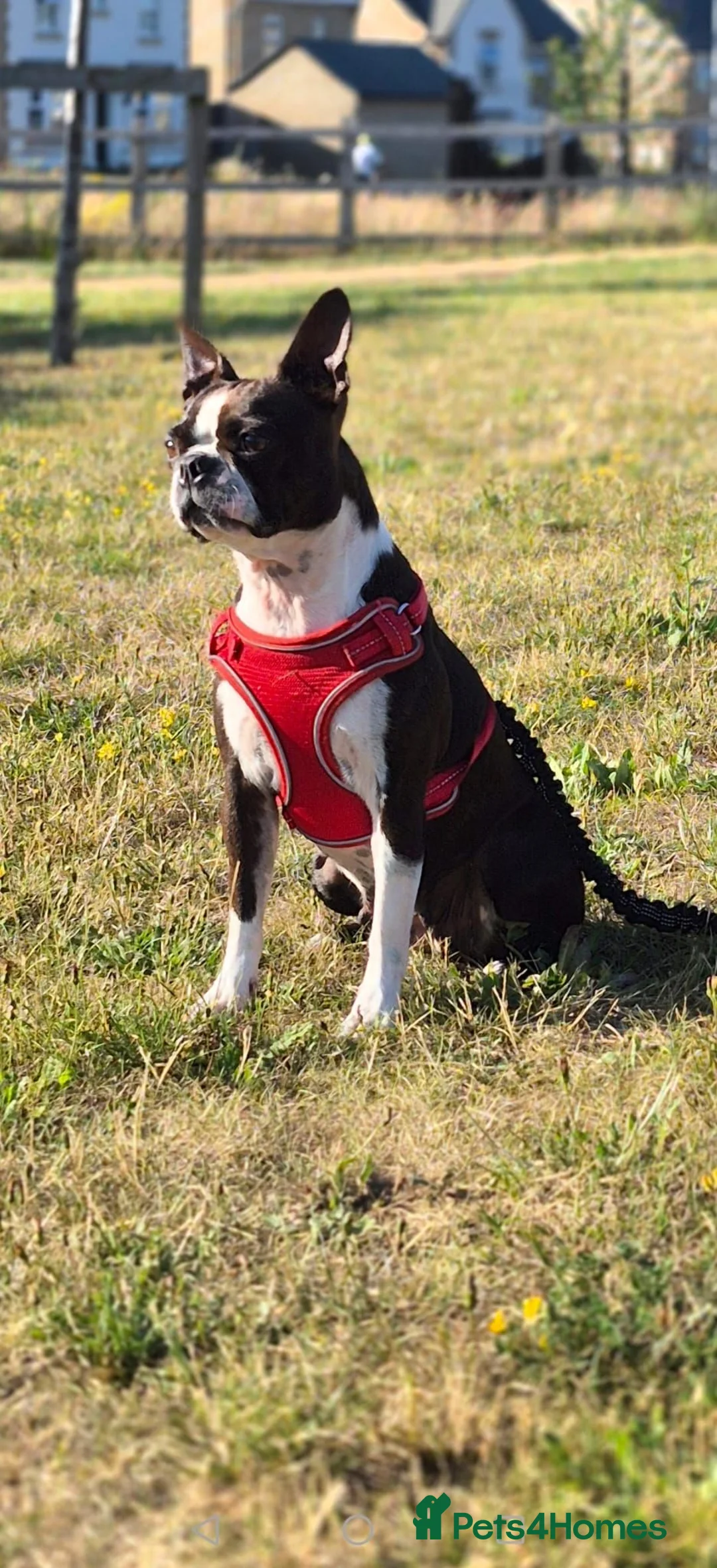 Boston Terrier dogs for sale: Handsome Boston Terrier looking for forever home   in Bury Saint Edmunds - Advert 2