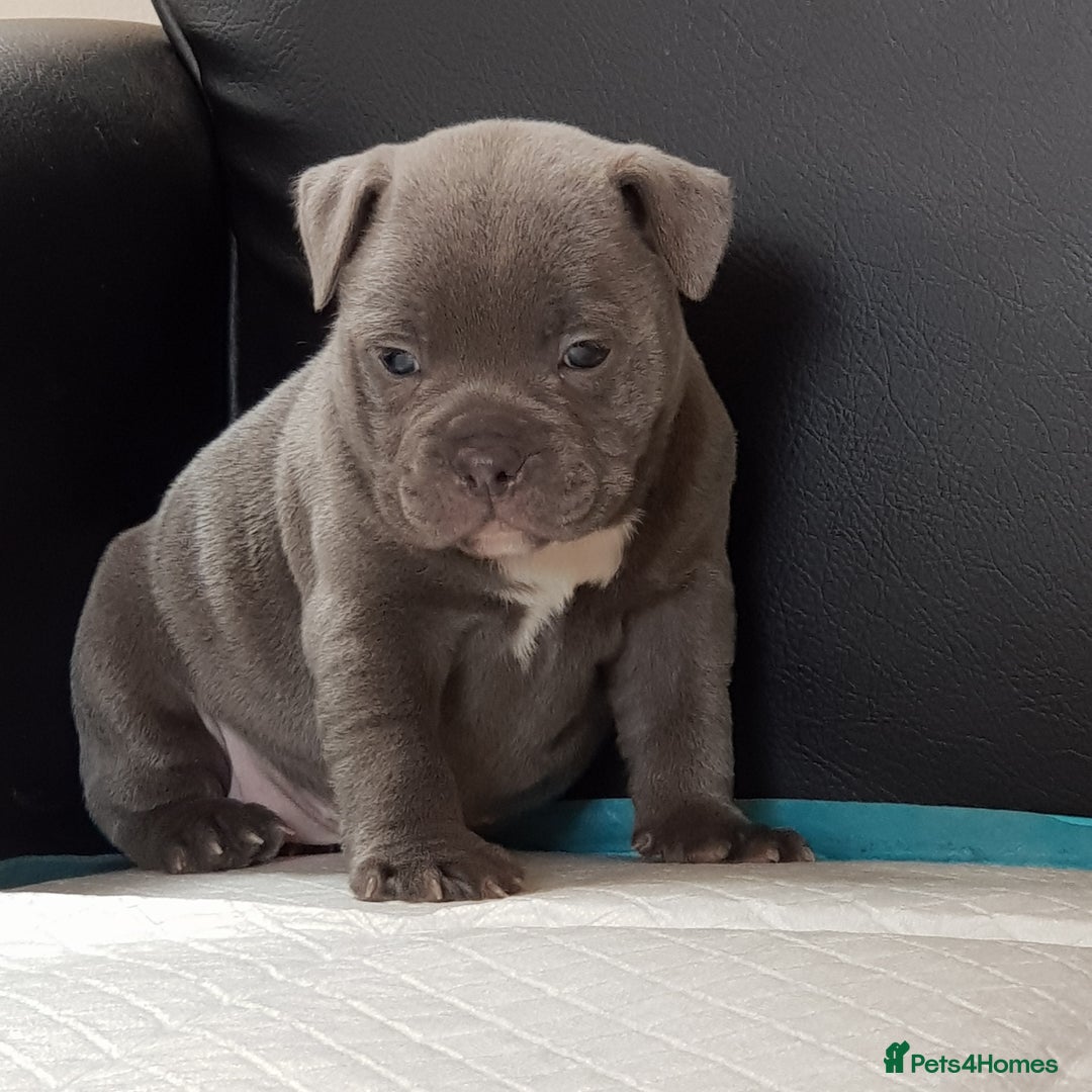 Staffordshire Bull Terrier dogs for sale: SOLID BLUE TEDDY BEARS STAFFS 🐻  - Advert 6