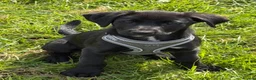 Borador dogs for sale: lab cross collie  in Dudley - Advert 2