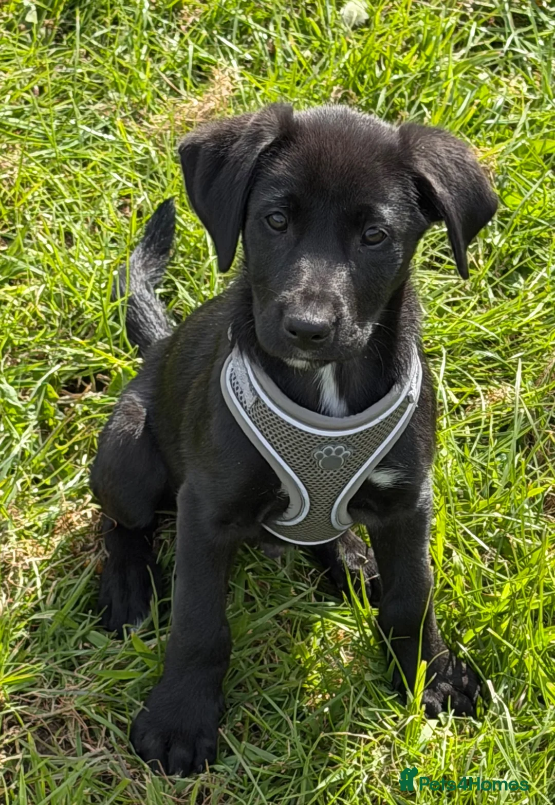 Borador dogs for sale: lab cross collie  in Dudley - Advert 2