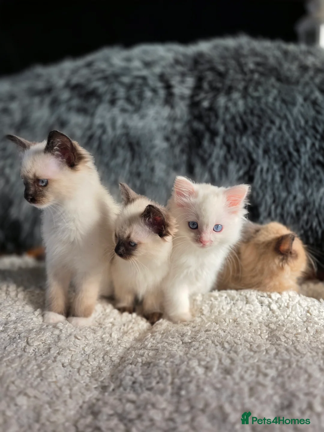 Ragdoll cats for sale: Quality Ragdoll Kittens - Advert 4