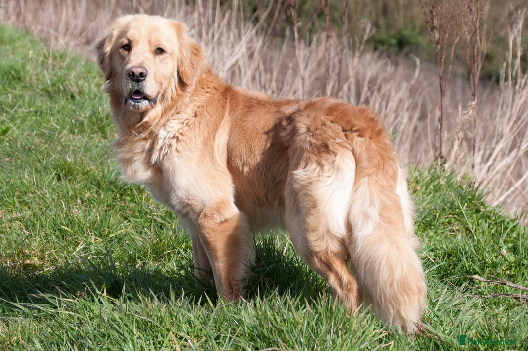 Golden Retriever dogs for stud: STUNNING KC GOLDEN RETRIEVER  - Advert 5