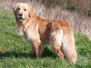 Golden Retriever dogs STUNNING KC GOLDEN RETRIEVER - Advert 7