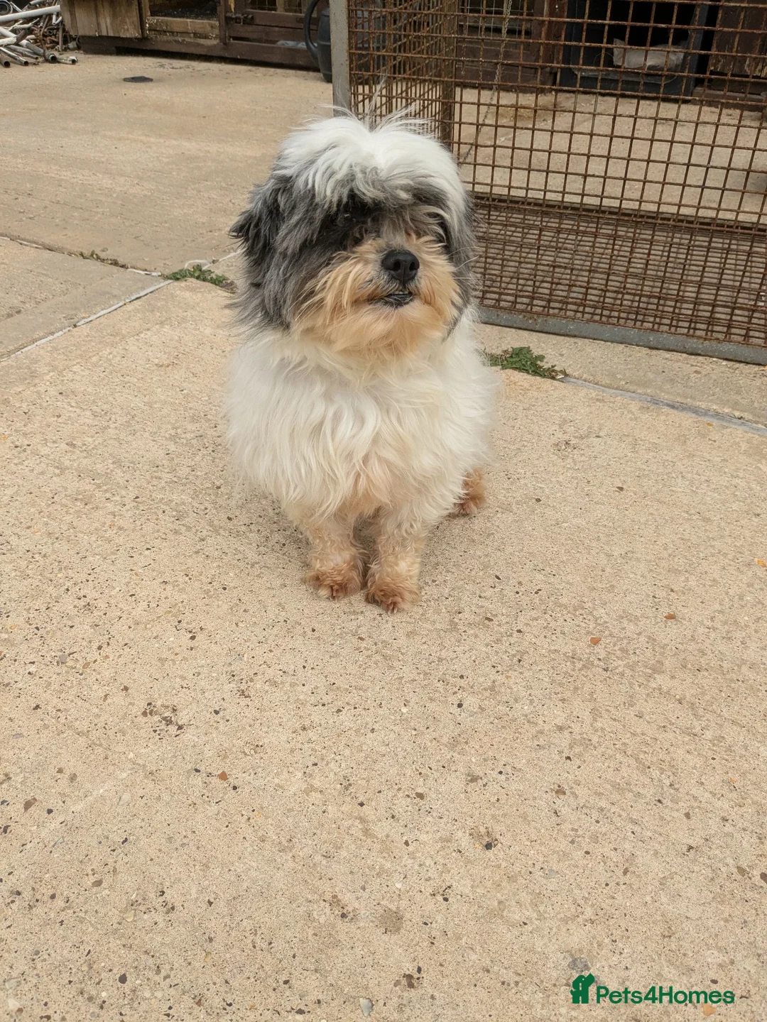 Mixed Breed dogs for sale: Puppys for sale  - Advert 6