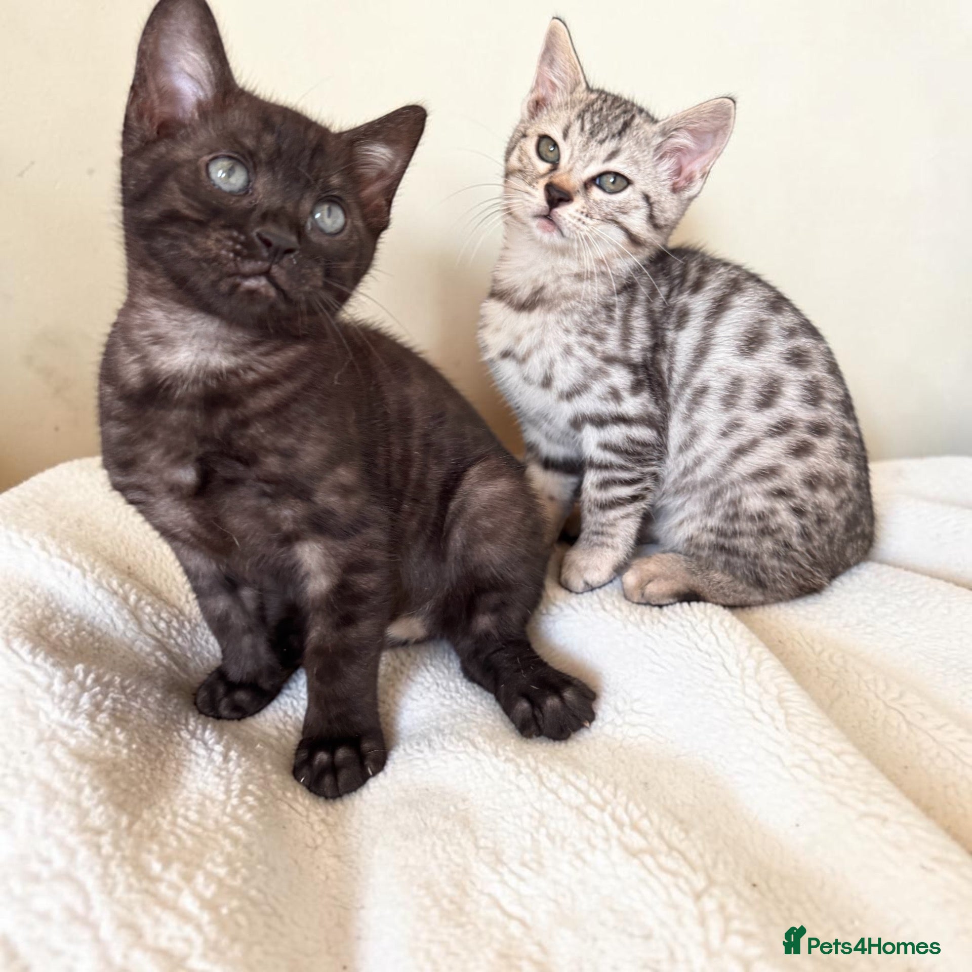 Bengal cats Gorgeous Bengal Babies - Silver girl, Smoke Boy - Advert 14