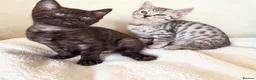 Bengal cats for sale: Smoke Boy Available for his forever home  - Advert 2