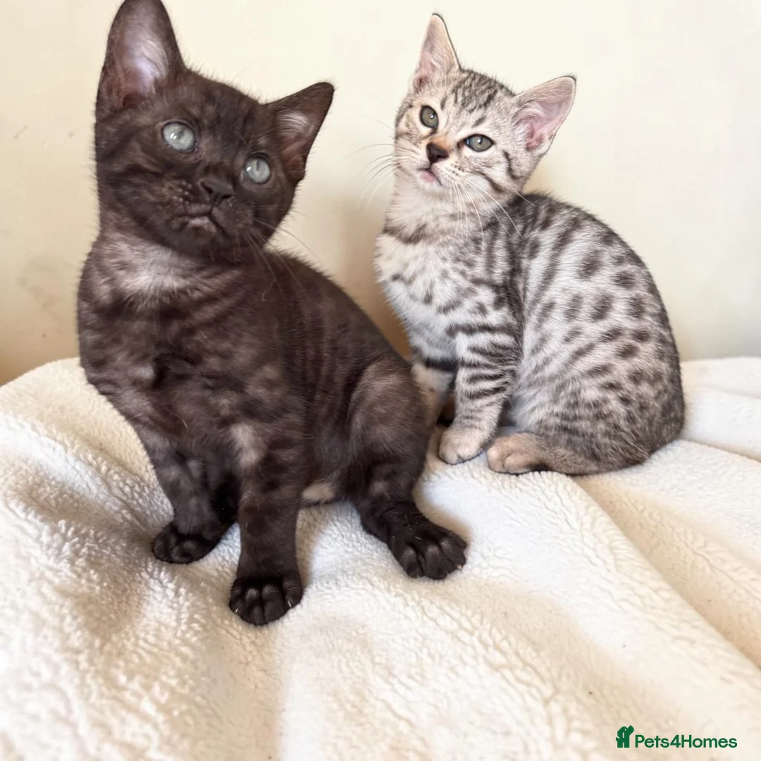 Bengal cats for sale: Smoke Boy Available for his forever home  - Advert 2