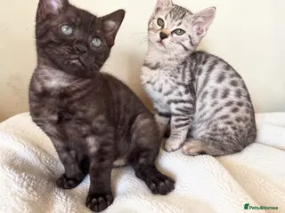 Bengal cats Gorgeous Bengal Babies - Silver girl, Smoke Boy - Advert 14